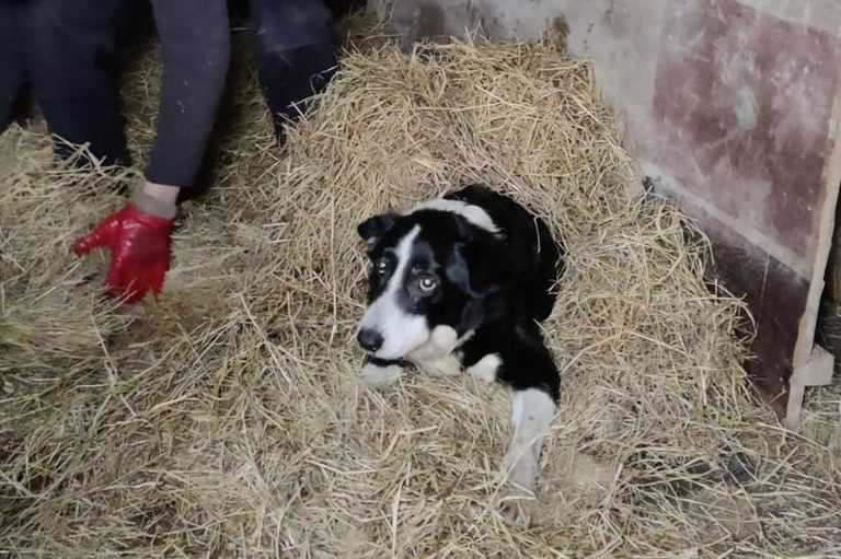 Ireland’s ‘oldest’ dog Skippy passes away aged 27