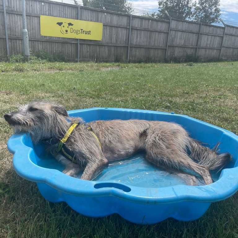 Dogs Trust issue safety advice to pet owners as temperatures rise