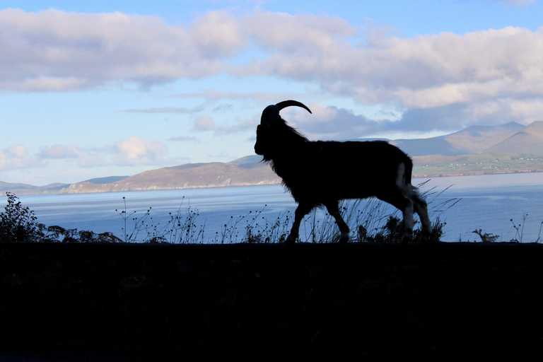 Spokesperson says Puck Fair goat will be given a fan to cool down as heatwave continues