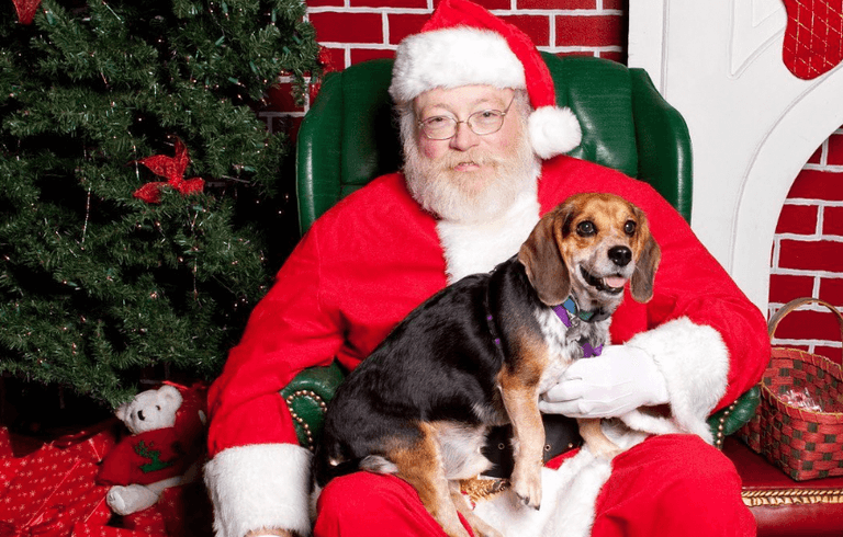 You can now take your dog to visit Santa in Cork