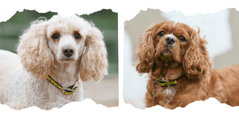 Dogs Trust call for tougher punishments for ‘cruel’ puppy farmers