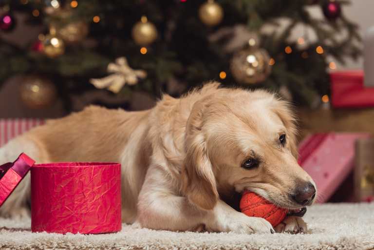 7 Christmas gifts to buy your dog from Irish businesses