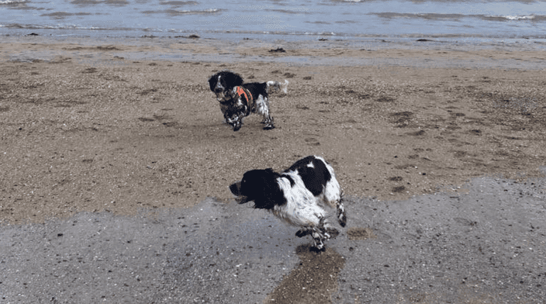 Long-lost dog siblings accidentally reunite on Kerry beach on Christmas Day