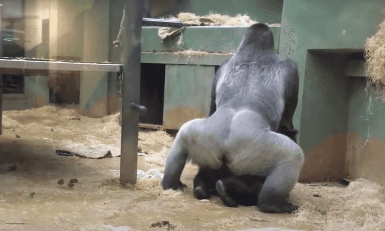‘I’ve seen too much’ – onlookers shocked as gorillas start mating in front of kids at zoo