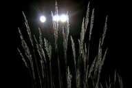 mysterious lights shining through a bushel of reeds at night time