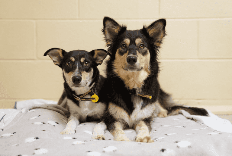 Dogs Trust report 394 dog surrender requests since Christmas Day