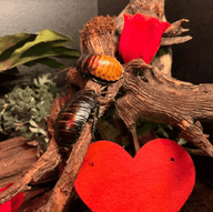 two cockroaches crawling on a branch with love hearts and a red rose in the background