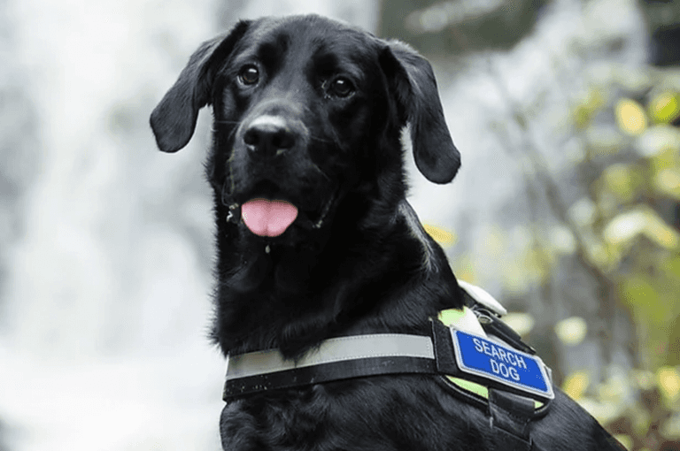 Dog rescue team that aided at Creeslough en route to Turkey/Syria earthquake zone