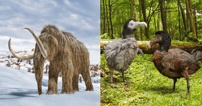 US company given $225m to bring extinct animals back to life