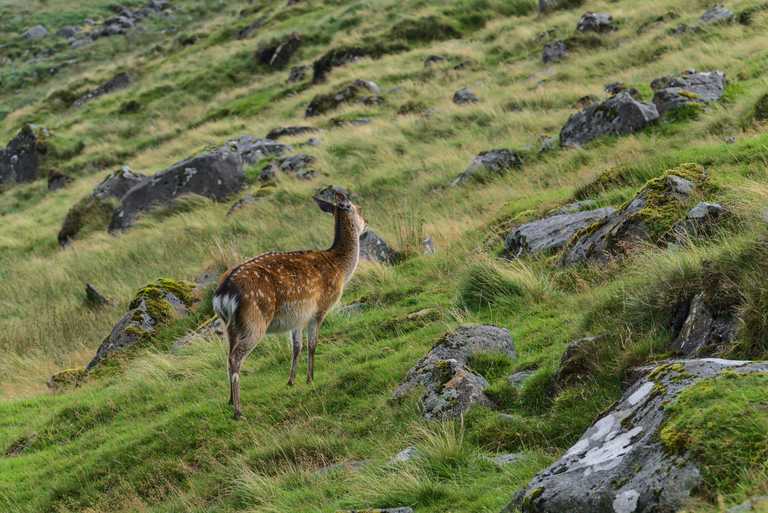 Over 55,000 deer were killed in Ireland last year alone