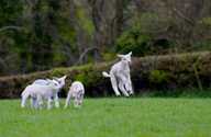 four lambs in a field, one jumping