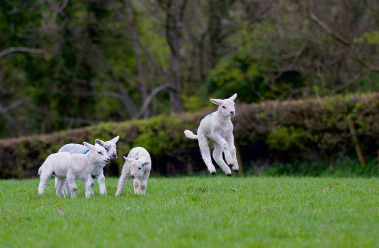 ‘Once in a blue moon’ quadruplet lambs welcomed by Roscommon farmer ‘Once in a blue moon’ quadruplet lambs welcomed by Roscommon farmer