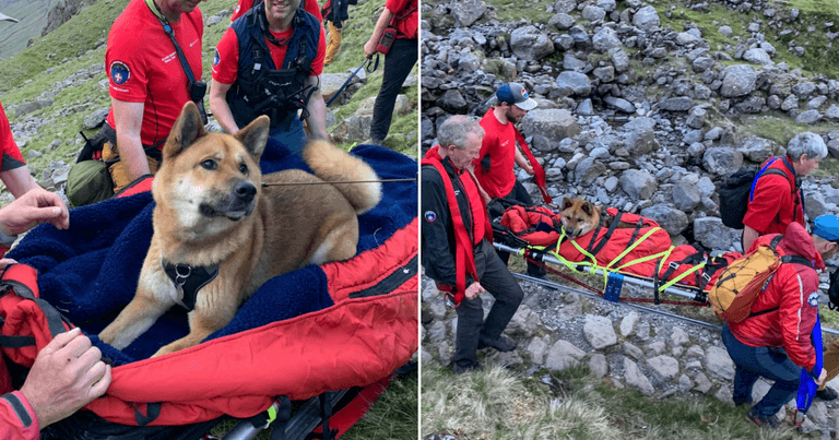 Injured dog lifted down mountain on stretcher by rescue team