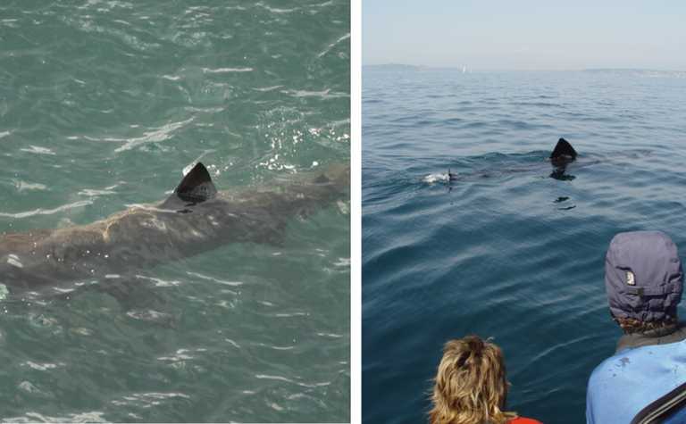 Advice issued to sea swimmers as Ireland enters basking shark season