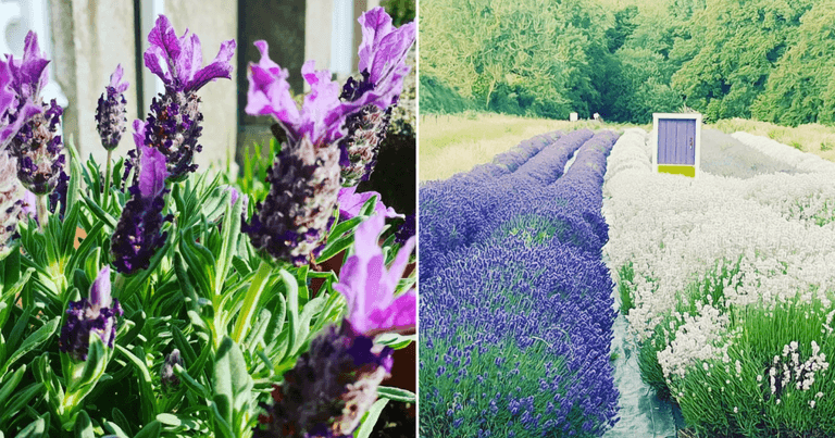 You have to check out Ireland’s largest lavender field before it closes for winter