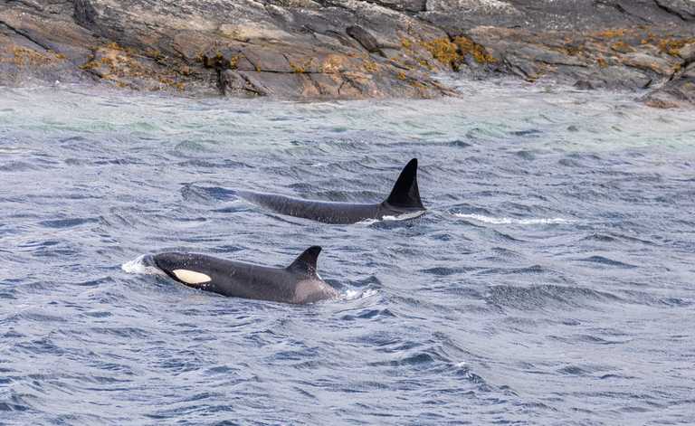 ‘A fantastic treat’ – Rare sighting of killer whale off the coast of Dingle