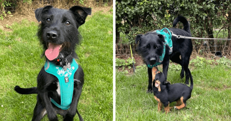 Owner opted to put dog down for barking at people