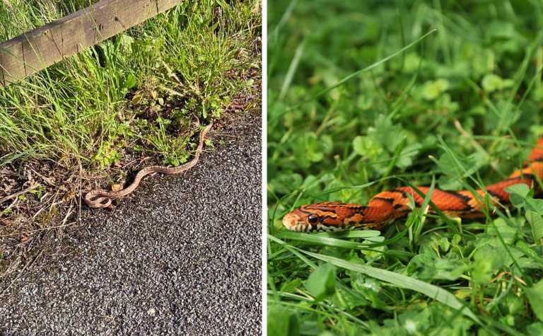 Loose snake seen slithering through Blarney in Cork