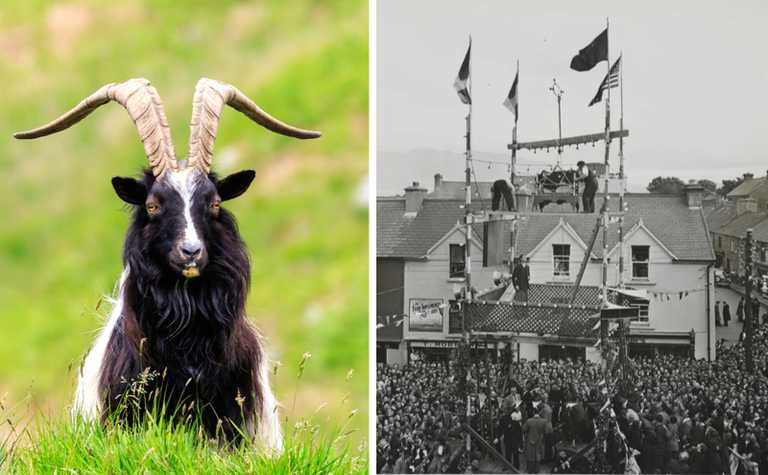 Activists call for an end to inclusion of wild goats at Puck Fair Festival