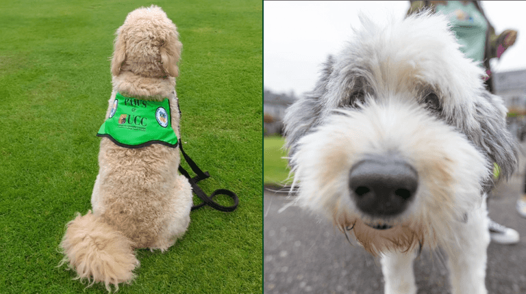 UCC have welcomed therapy dogs to their campus