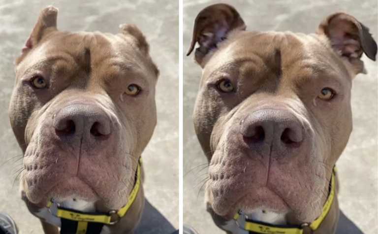 Animal shelter uses AI to show how dog would look if her ears weren’t cropped
