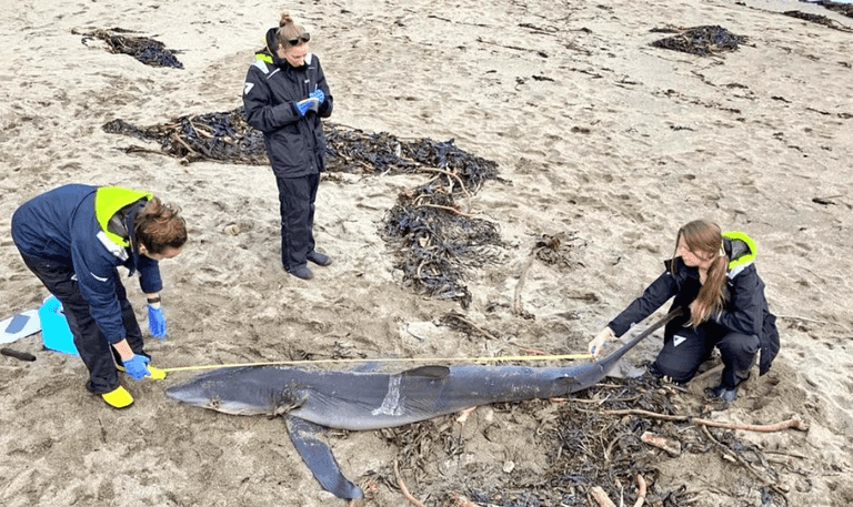 Shark that washed up on Cork beach over the weekend shows ‘no clear sign of death’ Shark that washed up on Cork beach over the weekend shows ‘no clear sign of death’