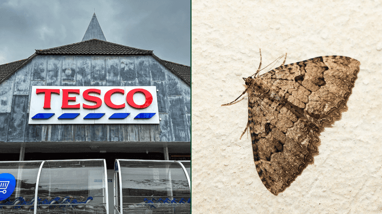 Tesco urgently recalls stuffing mix due to ‘possible presence of moths’