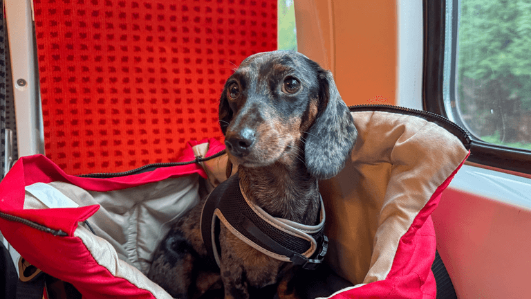 Pets could be allowed on Irish buses and trains under new proposals