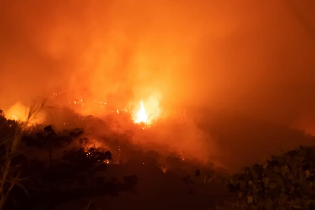 The Amazon Rainforest Is Burning: Here’s How To Help