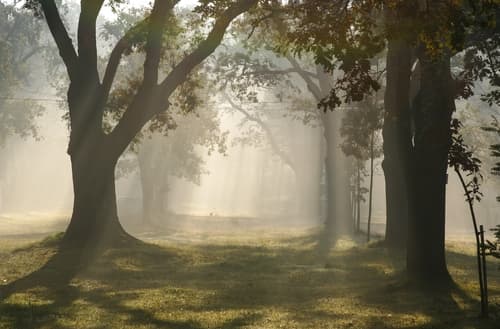 Plans To Plant 6,000 Croke Park Pitches Worth Of Trees Each Year