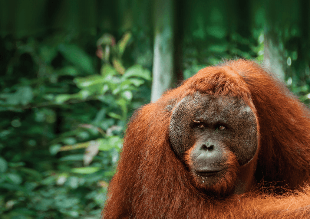 There’s A Wildlife Themed Film Festival Coming To Cork This Week