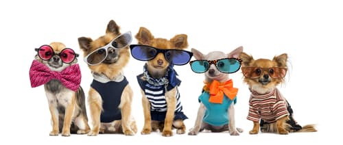 This dog costume party in Galway is the stuff of dreams