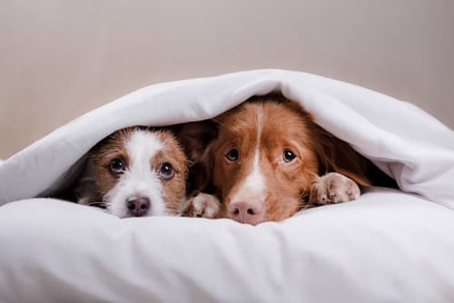 There’s A Spotify Playlist To Soothe Your Furry Friends During Storm Lorenzo