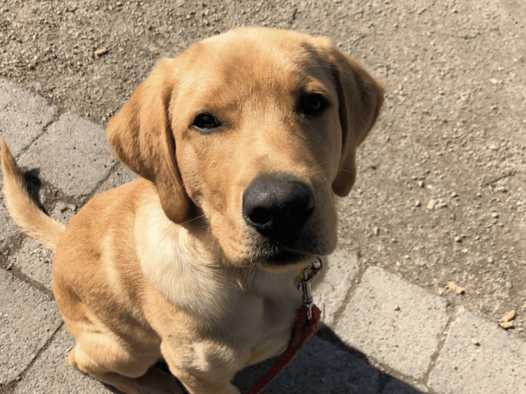 This Dundalk Secondary School Has A Labrador Puppy As A Mascot