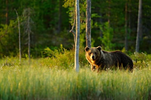 Ireland’s first brown bears in 2,000 years need names