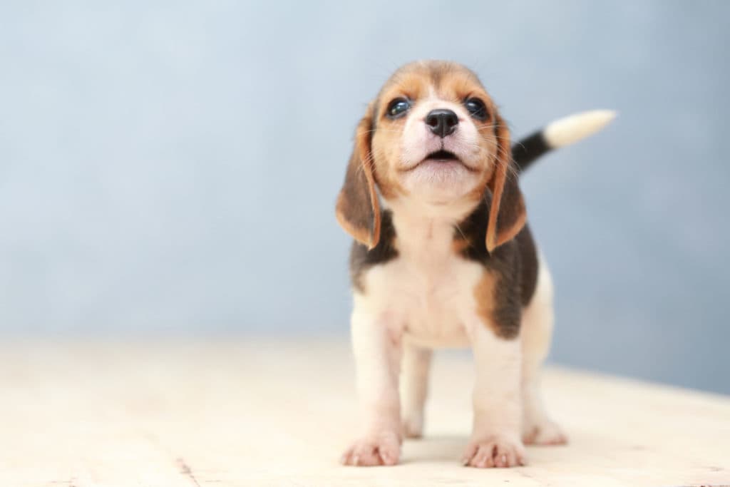 Dogs Trust is suspending adoptions over Christmas again this year