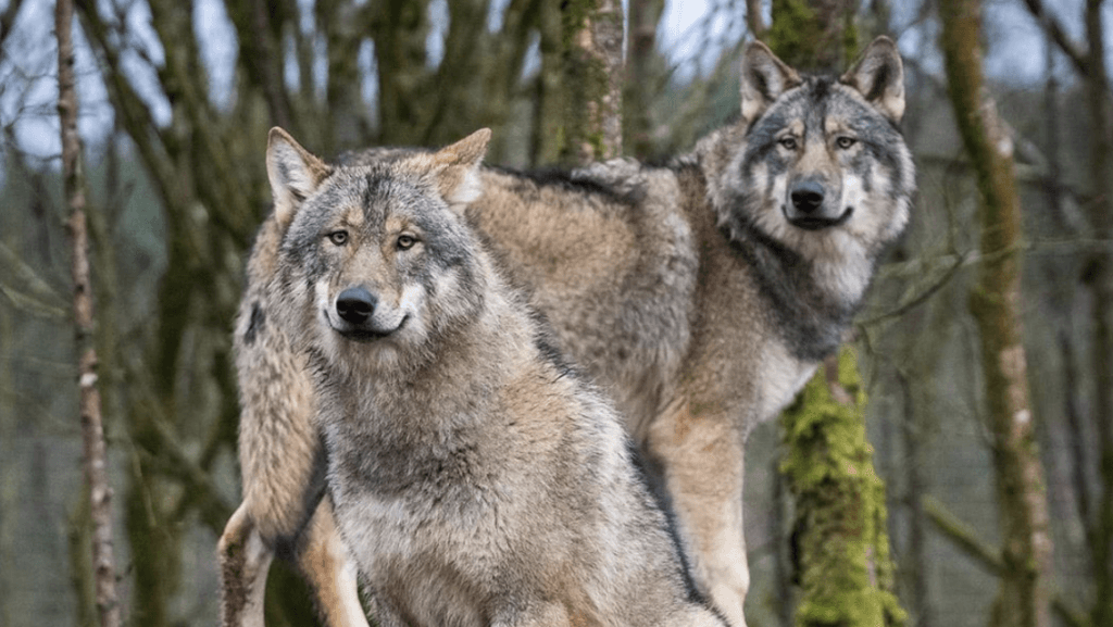Why a trip to Wild Ireland needs to be your next family day out