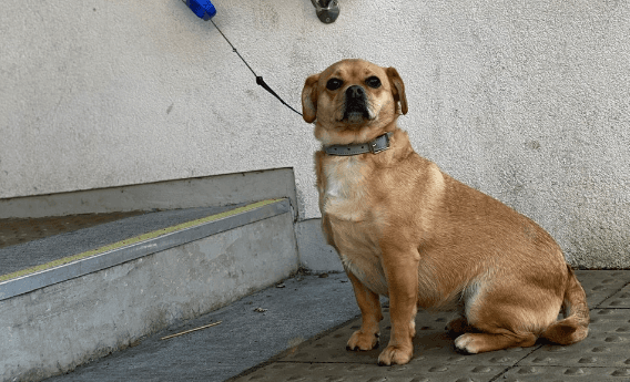‘Dogs at polling stations’ is trending and it’s all you need to see today