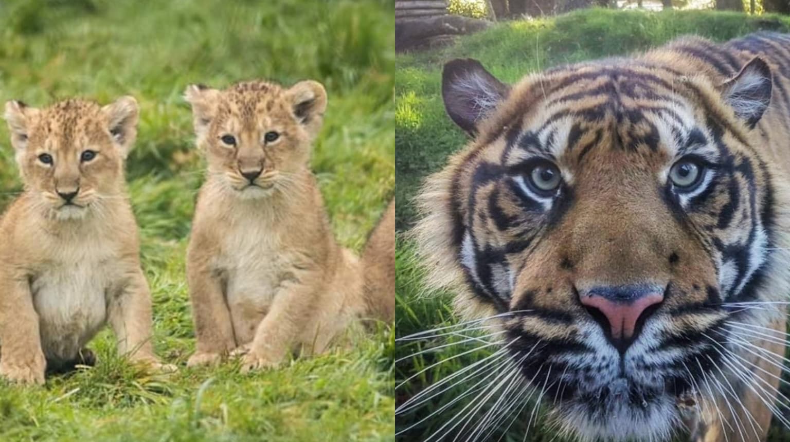 Fota Wildlife Park to reopen from tomorrow