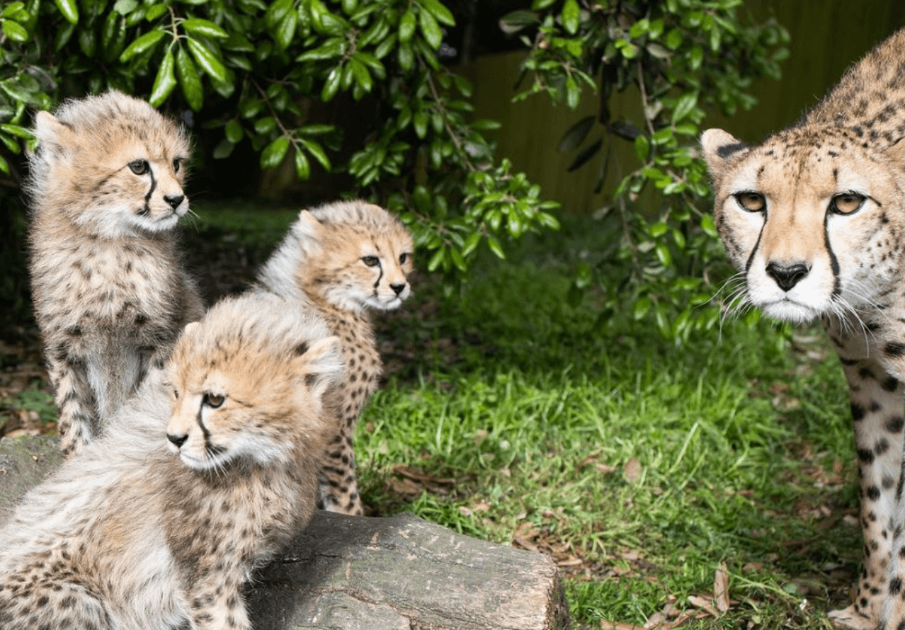 Fota Wildlife Park has welcomed three adorable cheetah cubs