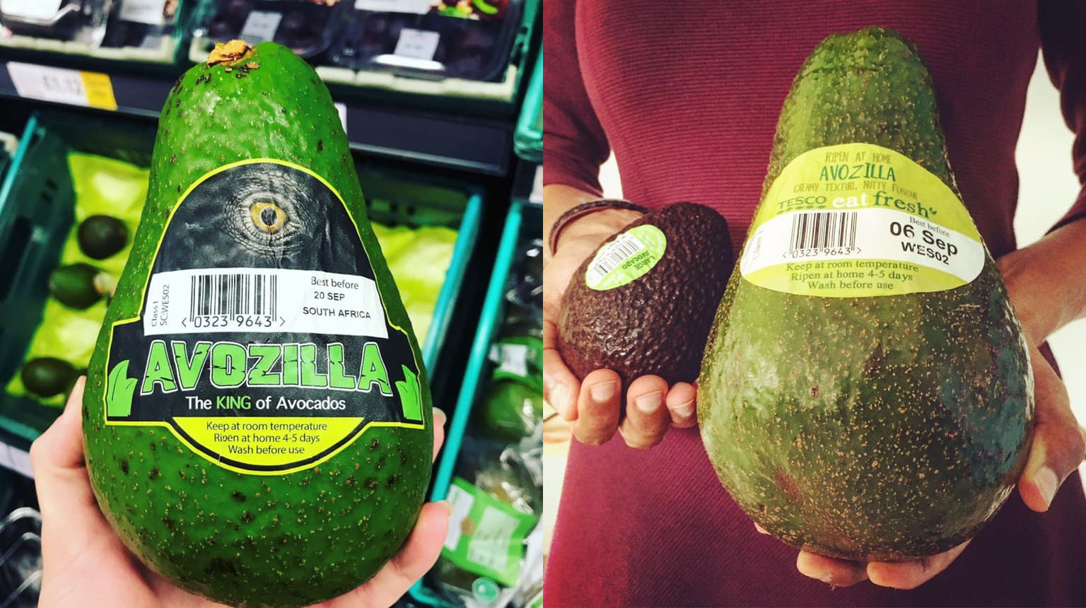 Tesco is selling GIANT avocados that weight almost 2kg this weekend