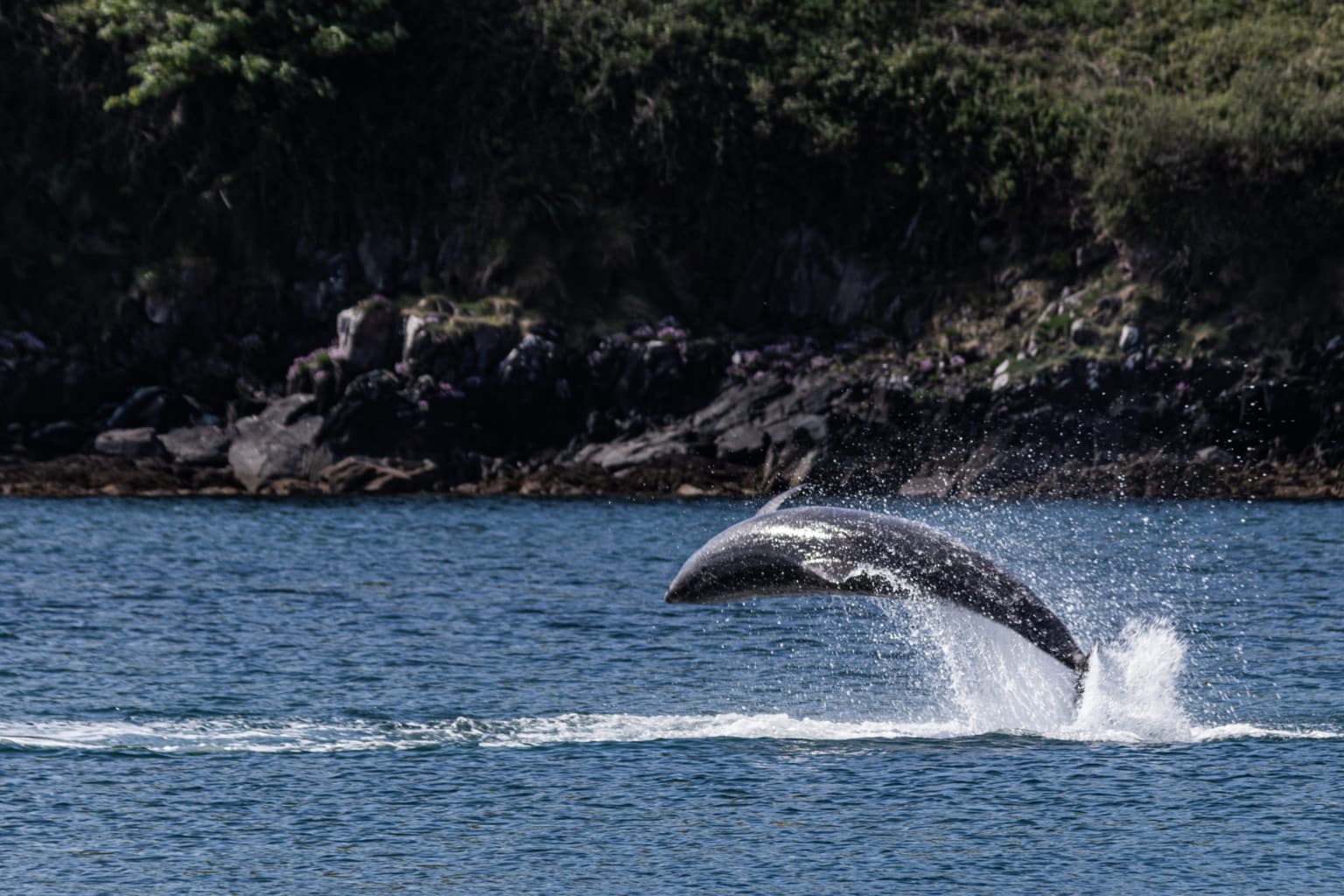 ‘It’s a bereavement’ – New York Times article highlights Dingle’s sense of loss at missing Fungie