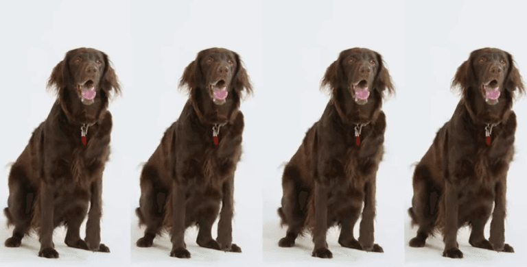 LISTEN: The world’s first Christmas song for dogs has been released