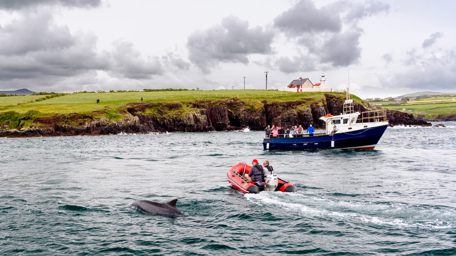 No one is ok after watching Fungie’s Kingdom on RTÉ last night