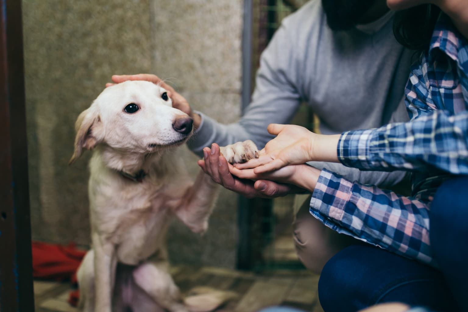 Drogheda Animal Rescue posts ‘frustrated’ message in response to ‘ridiculous’ requests for dogs