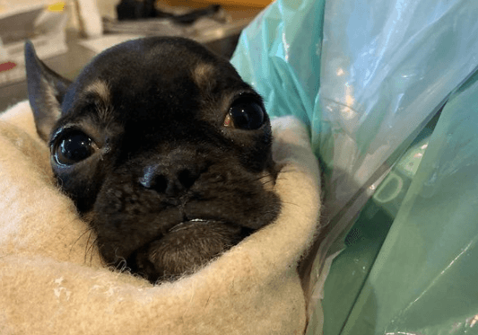 Gardaí have seized 33 dogs and other animals in a search of two apartments in Dublin