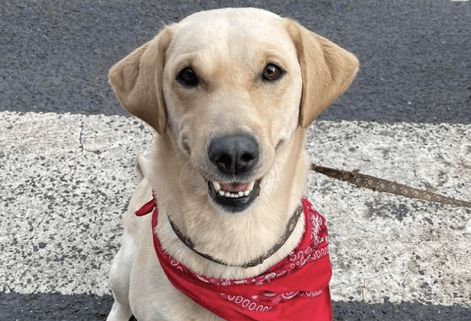 DSPCA partners with charity that allows sick children to see their pets while in hospital
