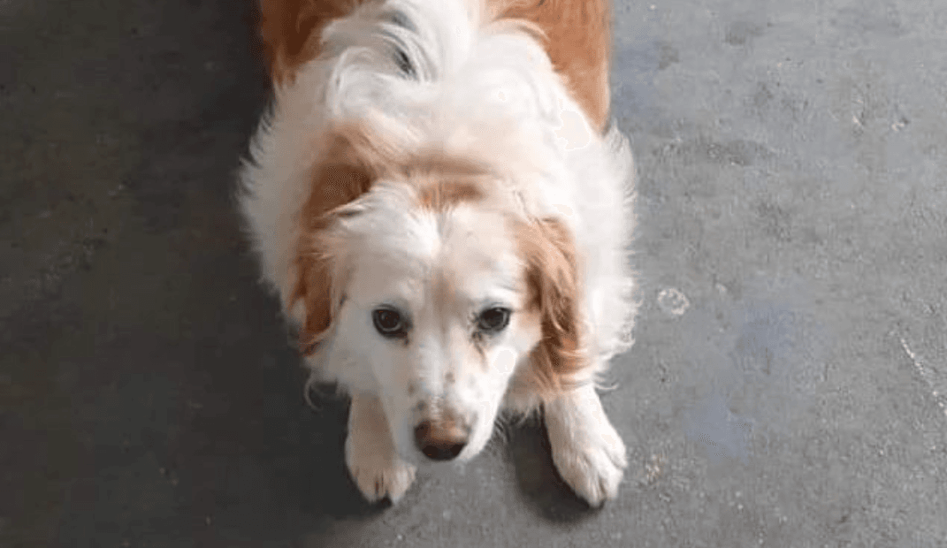 ‘No one gets left behind’ – 14 dogs saved from death row this week