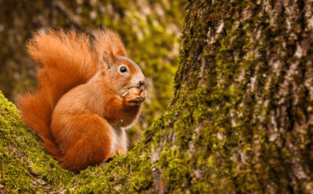 Save red squirrels by submitting your sighting to this Squirrel Survey