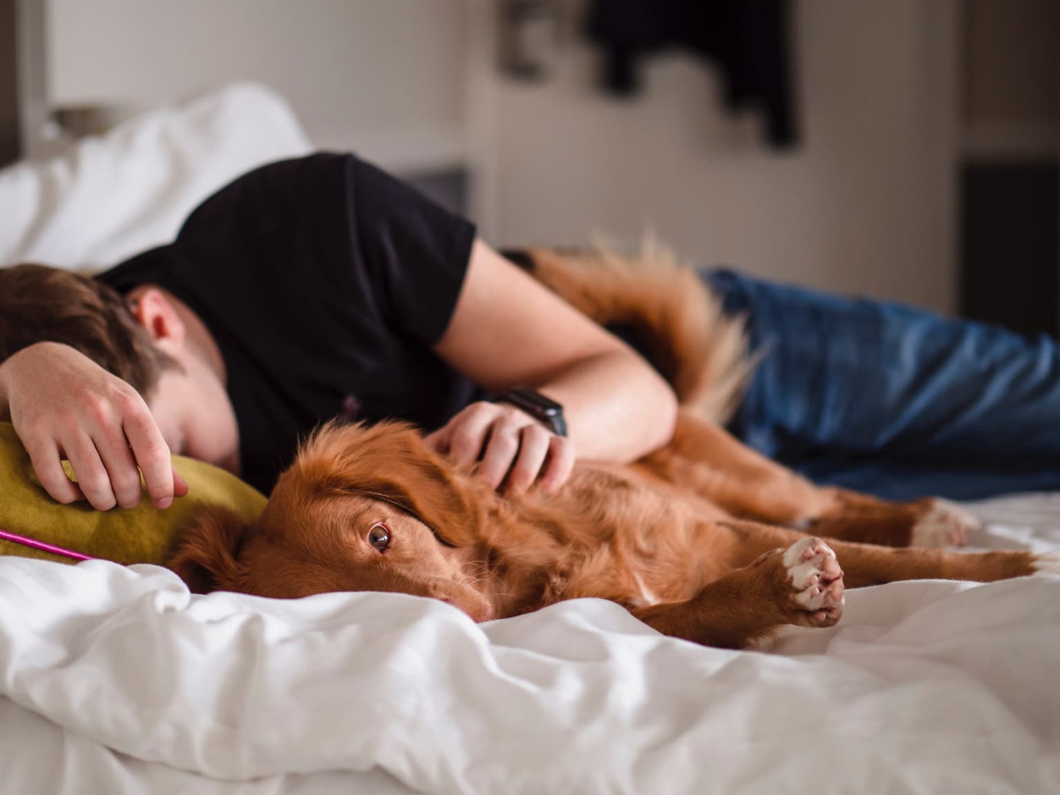 Calls for Irish employers to offer compassionate leave for bereaved pet owners